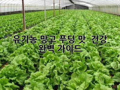 🥭 유기농 망고 푸딩 맛 & 건강 완벽 가이드 🍮✨